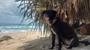 Bringing Maya Home: A Rescued Dog's Journey
